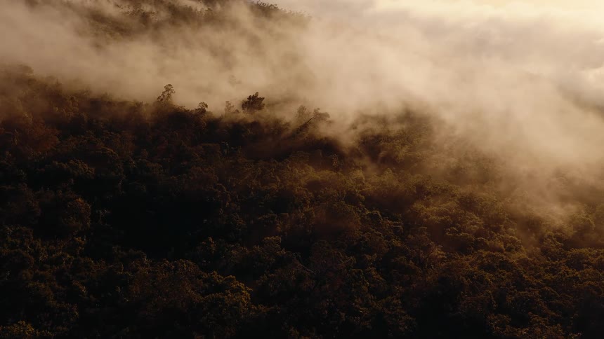 Ethereal golden clouds and fog drift slowly over a dark, dense forest covering a mountainside at sunrise