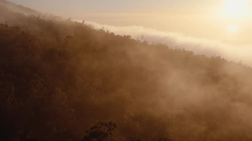 A serene aerial shot slowly pushes forward over a foggy mountain forest at golden hour