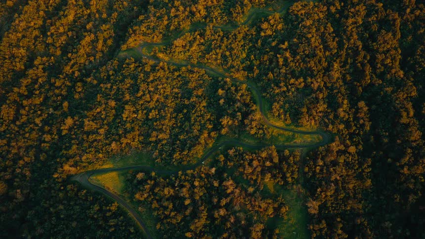 A still aerial top-down view of a winding road with cars driving through a dense, golden-lit forest at sunset