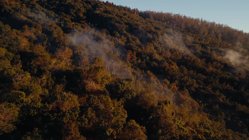 Slow aerial reveal of a vast mountain forest with mist rising in the golden morning light