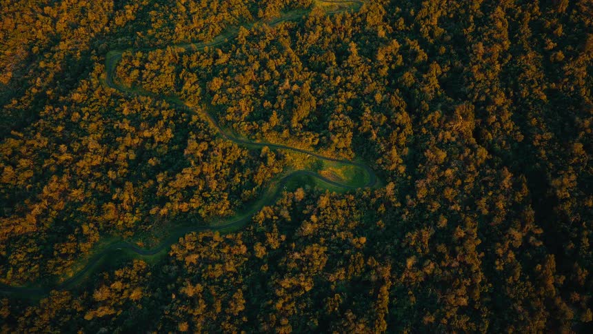 An aerial top-down view of cars driving along a winding road that cuts through a dense forest during a golden sunset