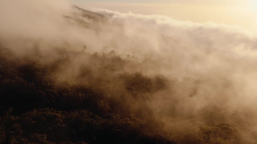 A serene and mystical view of thick clouds and fog slowly drifting over a lush mountain forest at golden hour