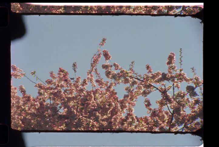 Vintage 8mm film captures pink cherry blossoms gently swaying in the breeze against a clear blue sky