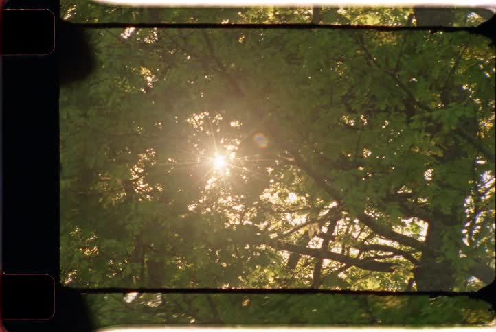 Vintage film shot looking up at the sun flaring through the lush green leaves of a tree