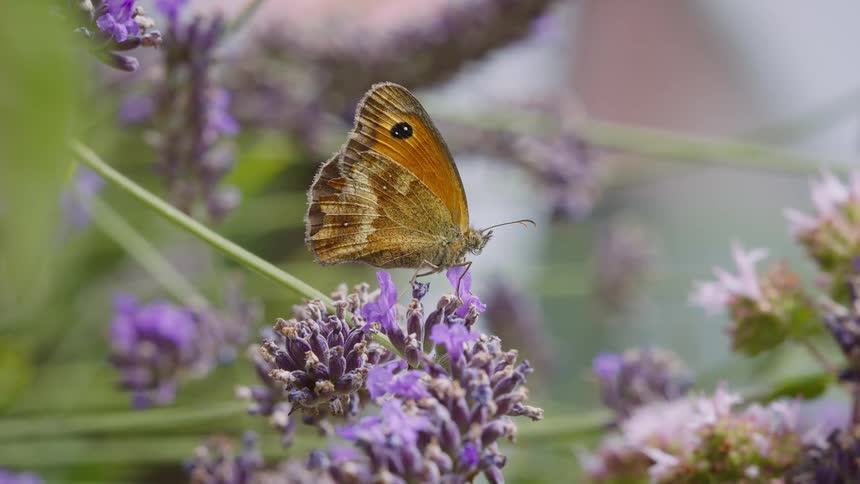 A macro shot captures a Gatekeeper butterfly with its distinct orange and brown wings resting on a purple lavender flower