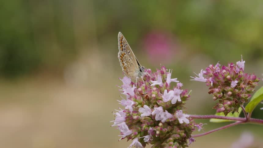 A beautiful brown argus butterfly with orange spots delicately feeds on the nectar of a pink oregano flower