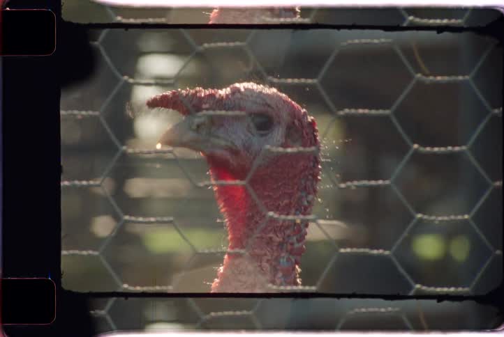 A close-up of a turkey behind a chicken wire fence, captured with a vintage film camera look and warm sunlight