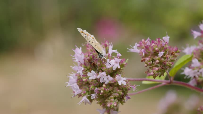 A delicate butterfly with spotted wings gently feeds on the nectar of a blossoming pink oregano flower