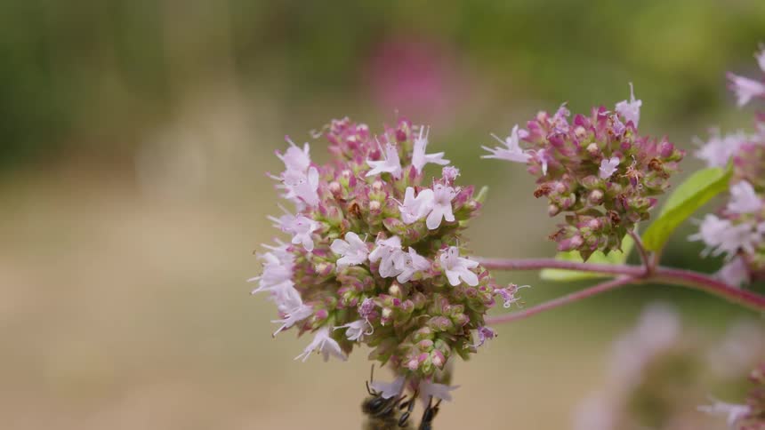 A butterfly rests on a pink flower before being scared away by a honeybee that lands to collect nectar in slow motion
