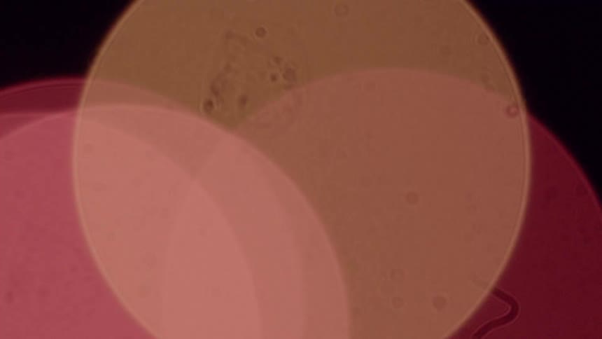 A close-up, microscopic view shows an amoeba moving and changing shape under a lens, with abstract bokeh lights in the background