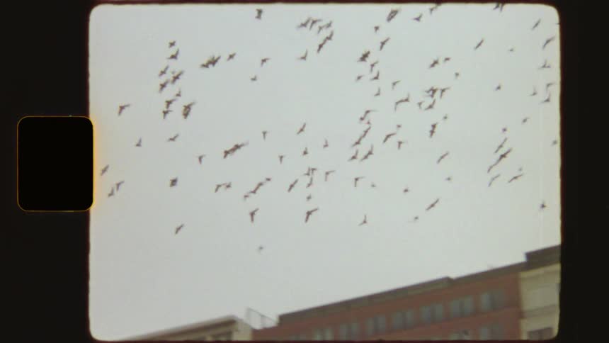 Vintage 8mm footage captures a swirling flock of birds flying over city buildings against an overcast sky