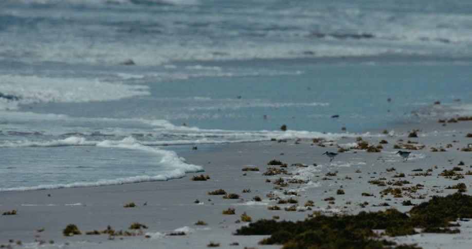 Two small sandpiper birds run along the shoreline as gentle ocean waves lap the sandy, seaweed-covered beach in slow motion