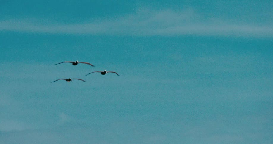 Three pelicans fly in slow motion across a serene teal sky, gradually coming into focus