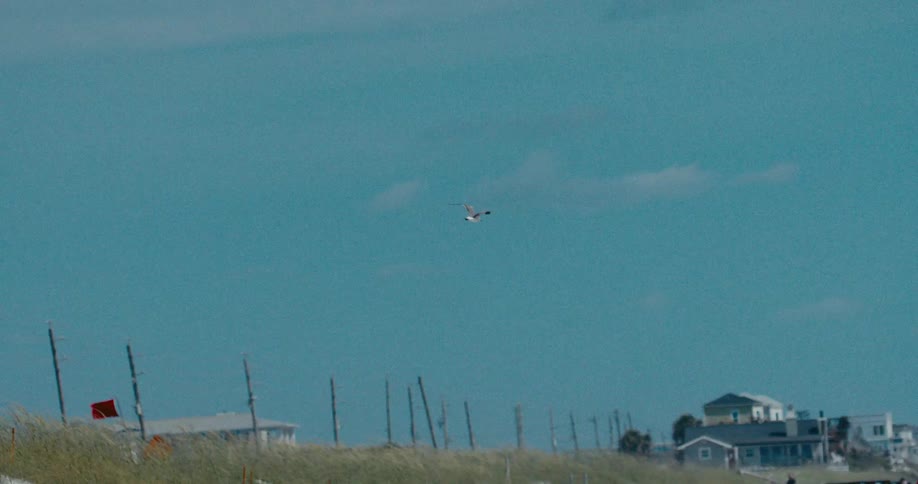 A seagull glides gracefully in slow motion across a clear blue sky above a sandy beach with dunes and houses