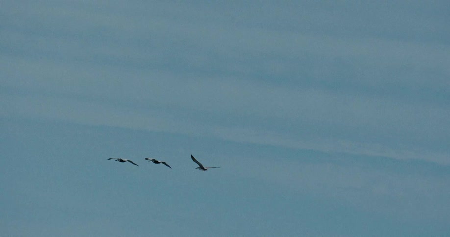 Three pelicans fly in formation across a vast blue sky in slow motion