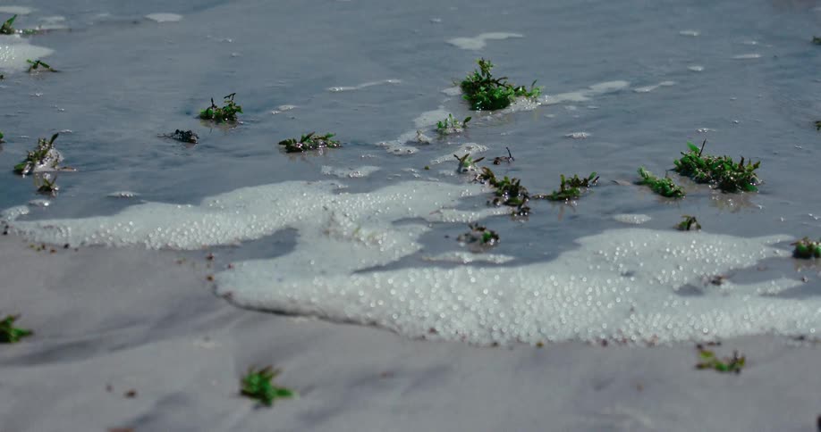 A close-up of gentle waves and sea foam washing over seaweed on a sandy beach
