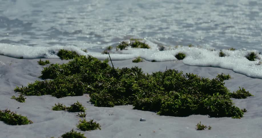 A close-up view of vibrant green seaweed washed ashore on a sandy beach as gentle ocean foam recedes