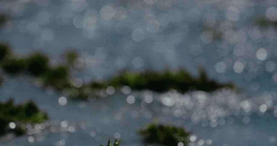 A dreamy close-up shot of sparkling water flowing gently over green seaweed, with a beautiful soft-focus transition