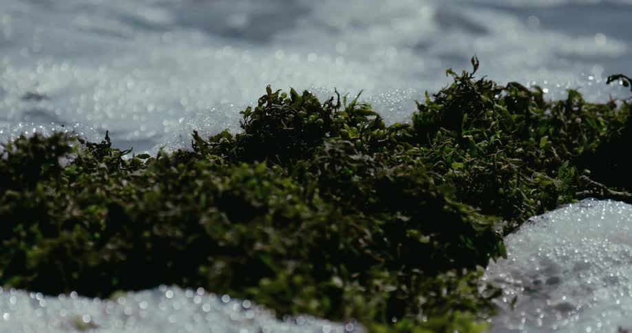 A close-up, slow-motion shot of vibrant green seaweed on the shore as gentle ocean waves with white foam wash over it