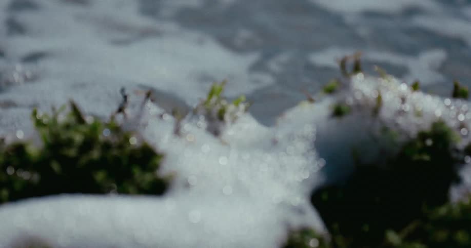 Close-up slow-motion shot of a gentle ocean wave washing over green seaweed on a sandy shore