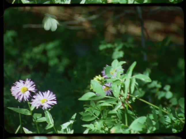 A white butterfly rests on a purple wildflower before flying away, captured on vintage Super 8 film