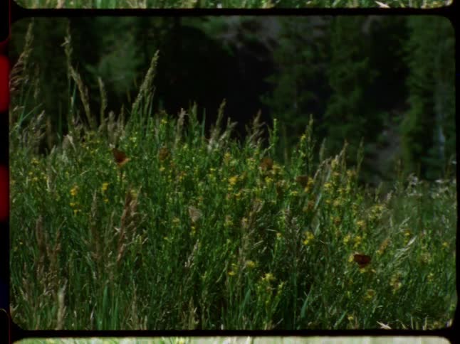 A shot of fritillary butterflies on yellow wildflowers in a grassy meadow, captured on vintage 8mm film with a strong red light leak transition