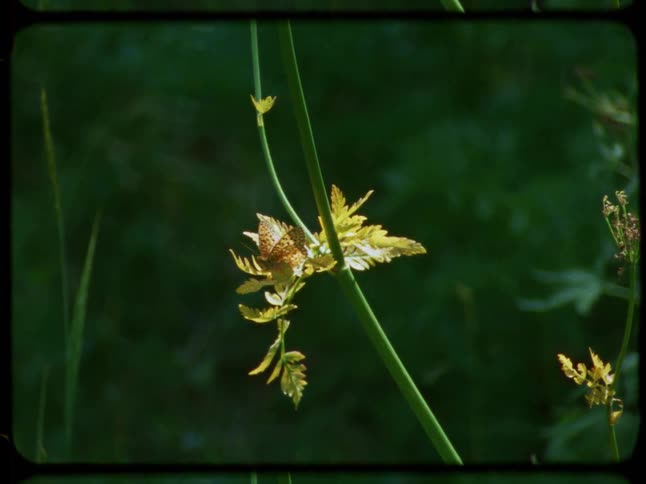Vintage film captures a close-up of a small fuzzy insect resting on a plant leaf before flying away in a lush green forest