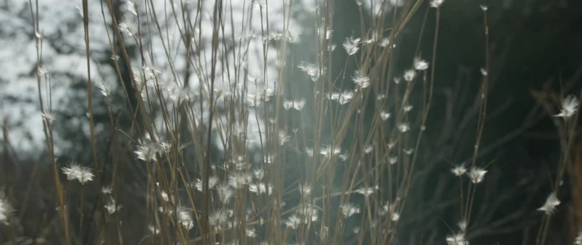 Close up of weeds on a sunny day