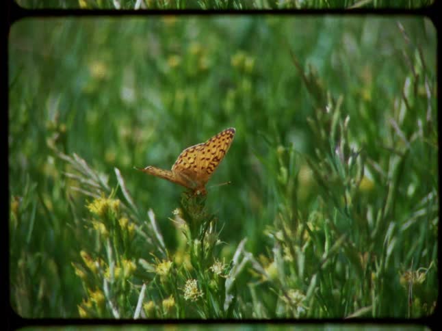 Vintage Super 8 film captures a beautiful orange butterfly resting on a wildflower in a lush green meadow