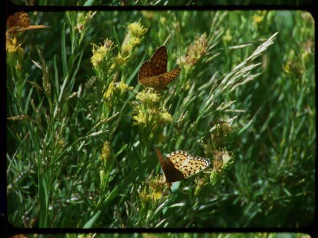 Vintage 8mm film shows several Fritillary butterflies resting on green plants in a sunlit meadow