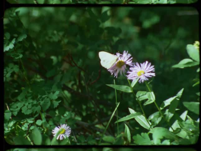 A white butterfly rests on a purple wildflower before flying away in a lush green meadow, captured on vintage film