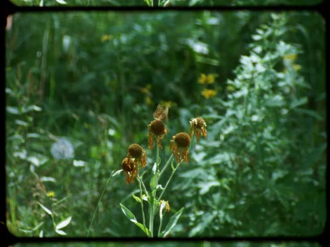 A delicate orange butterfly rests on a wilting flower in a lush green meadow in this vintage film footage