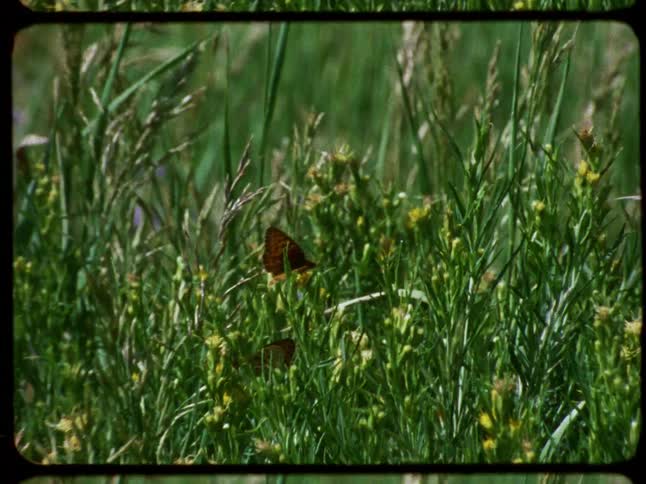 Two orange butterflies with black spots flutter in a field of green grass and yellow wildflowers