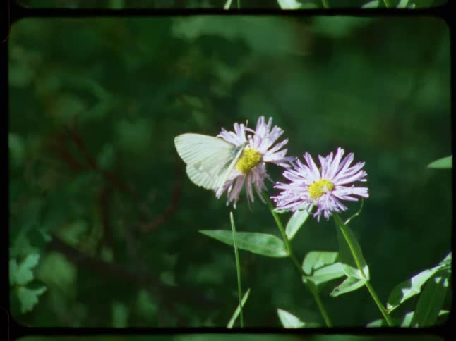A white butterfly rests on a purple wildflower before flying away in this vintage 8mm film clip