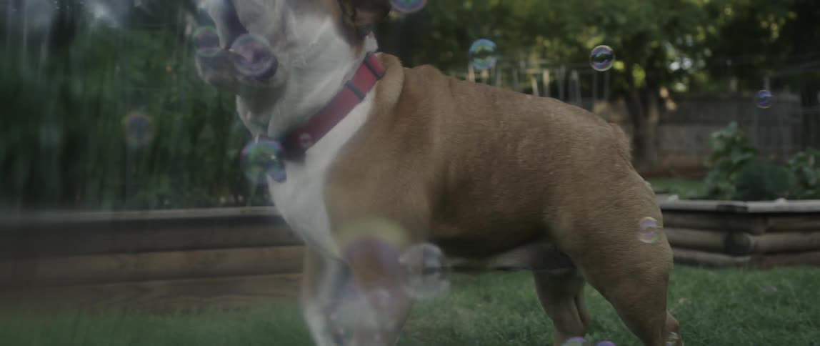 Dog bites bubbles in a yard