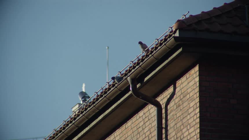 Two birds sit peacefully on the gutter of a brick building against a clear blue sky