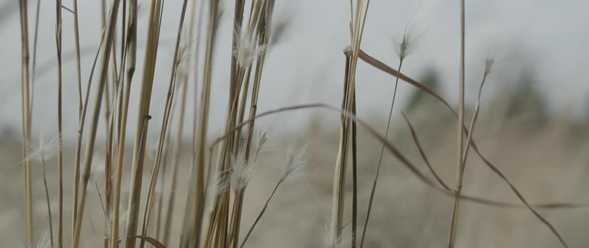 Wind blows through tall grass