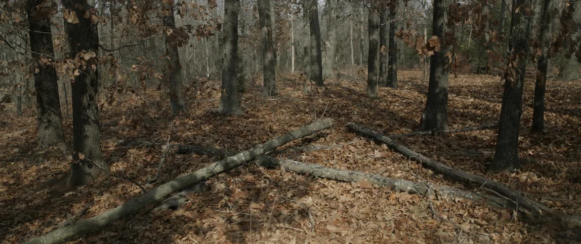 The woods are empty