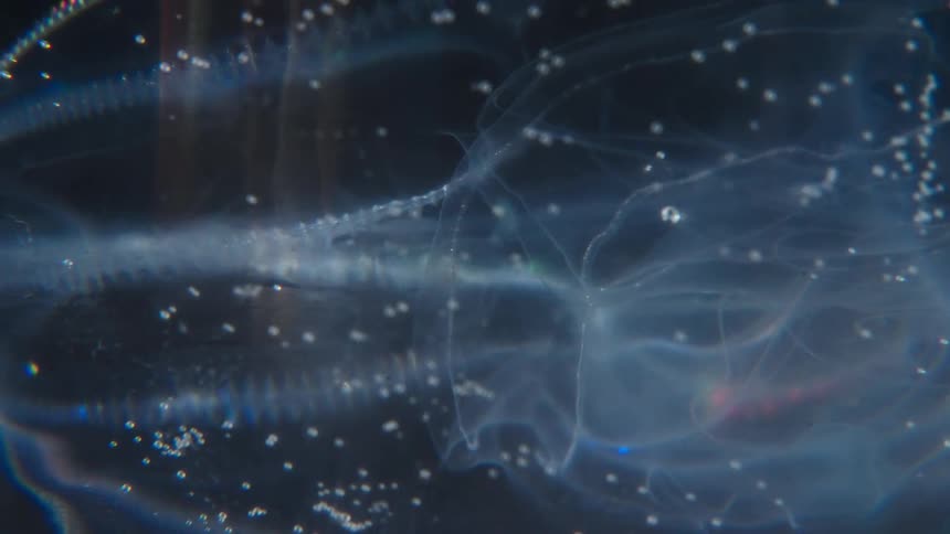 An ethereal macro shot of a translucent, jellyfish-like marine organism with delicate tentacles suspended in dark water