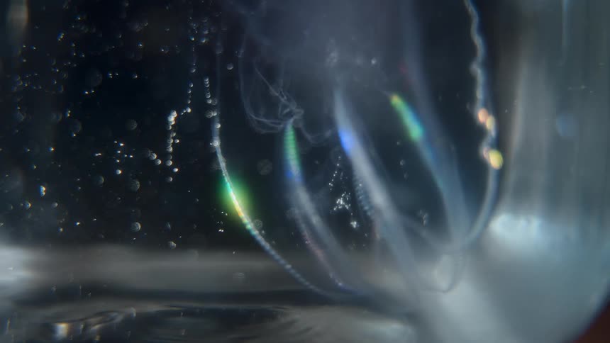 A macro view of a bioluminescent comb jelly (Ctenophora) as its iridescent cilia pulse with rainbow colors