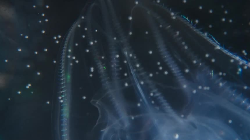A mesmerizing macro view shows the iridescent cilia of a transparent comb jelly creating a shimmering light show in the dark