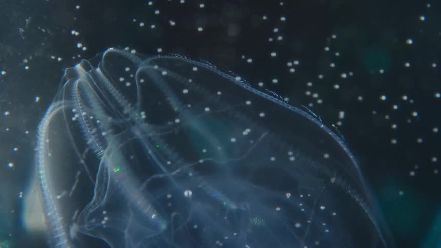 A mesmerizing close-up of a bioluminescent comb jelly pulsating with rainbow colors as it floats in the dark deep ocean