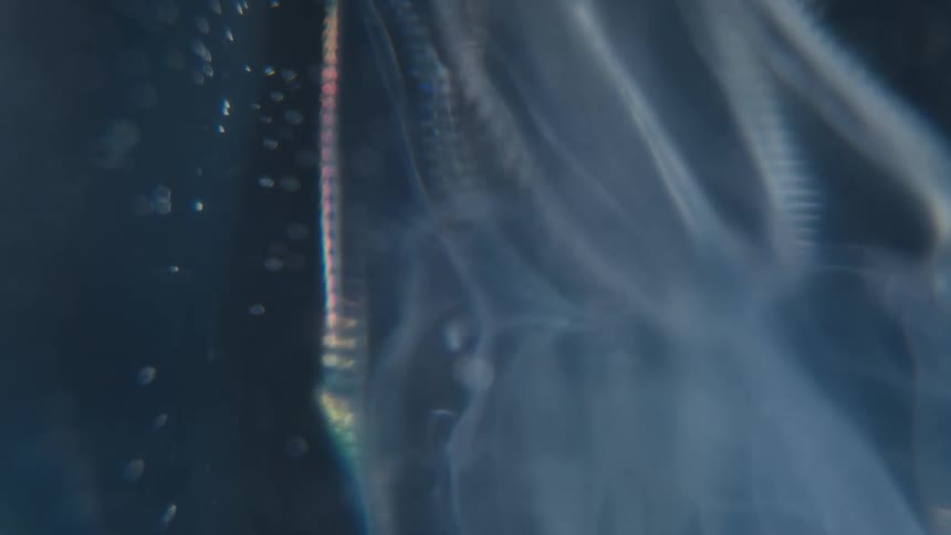 An ethereal macro close-up reveals the iridescent, rainbow-colored light of a translucent comb jelly's cilia moving in the deep ocean