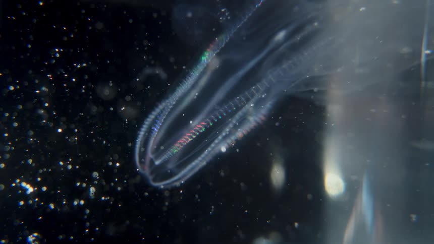 An otherworldly comb jelly pulsates with a spectrum of rainbow colors as it glides through the dark