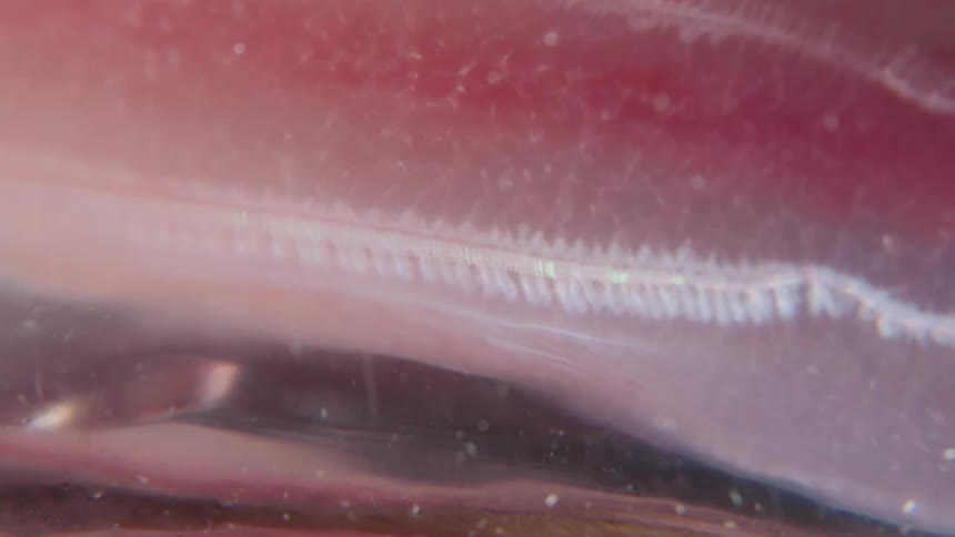 Extreme close-up of the iridescent, rainbow-colored light effect on a ctenophore's pulsating comb row