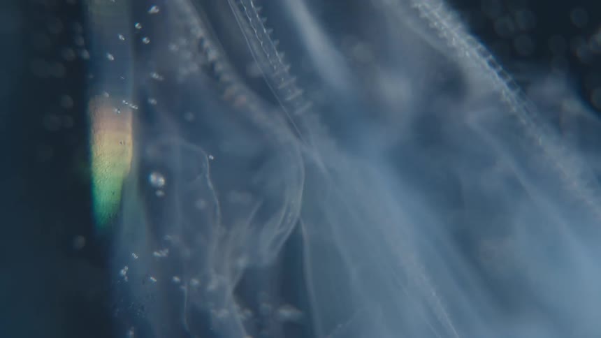 An abstract macro shot of a mysterious translucent sea creature drifting through dark, bubbly water