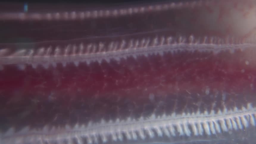 Microscopic view of blood flowing through the delicate, transparent gills of a small aquatic animal