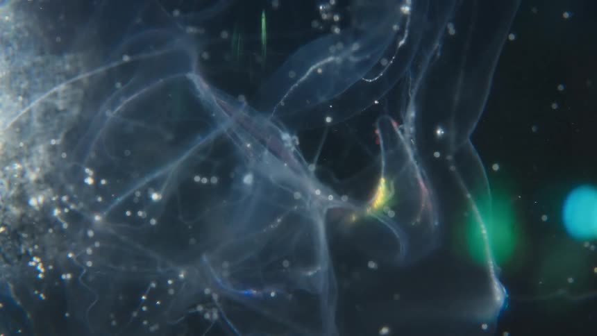 A mysterious, translucent deep-sea organism with glowing bioluminescent parts floats gently through the dark water