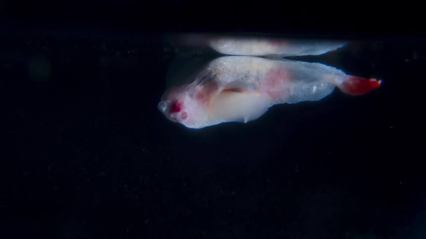 A close-up of a translucent Clione limacina, a species of sea angel, swimming slowly at the surface of dark water with its reflection visible