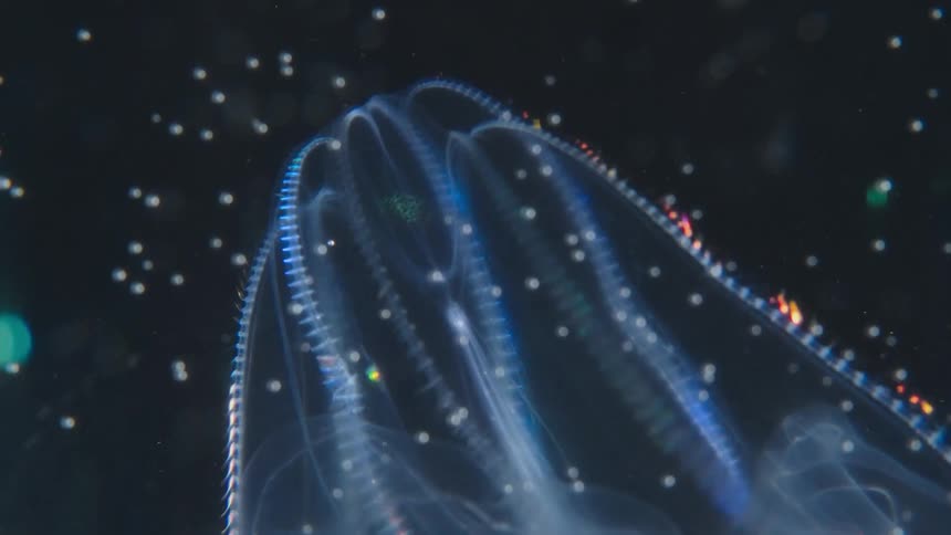 A mesmerizing close-up of a Ctenophore's cilia refracting light in a beautiful rainbow-like display in the deep sea